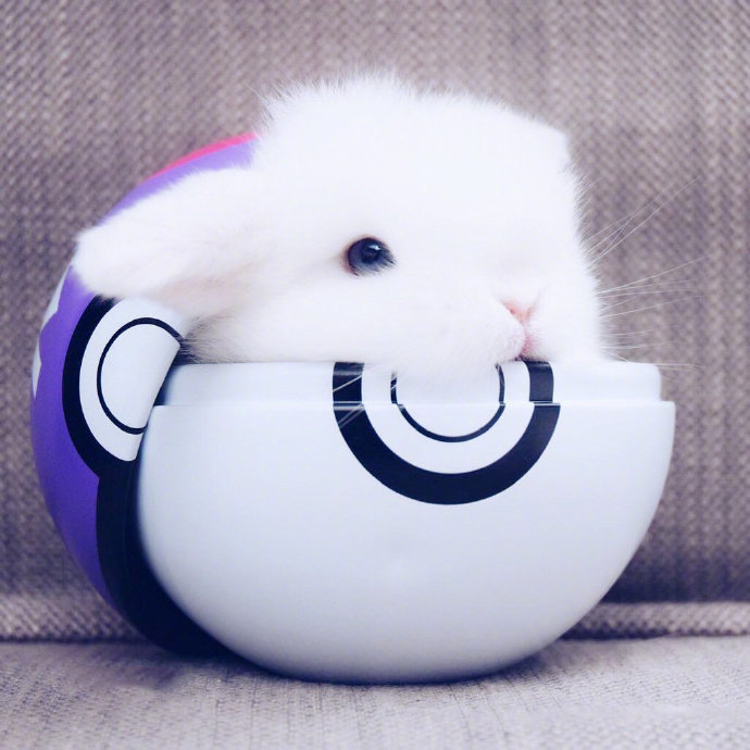 又白又软的小兔子，超级可爱
