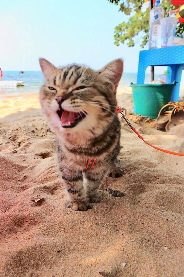 在海边玩耍的猫咪，超开心
