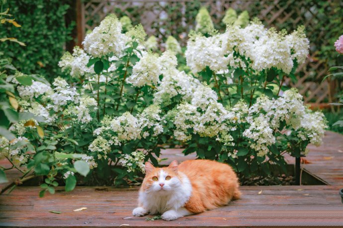 绣球花下的漂亮猫咪