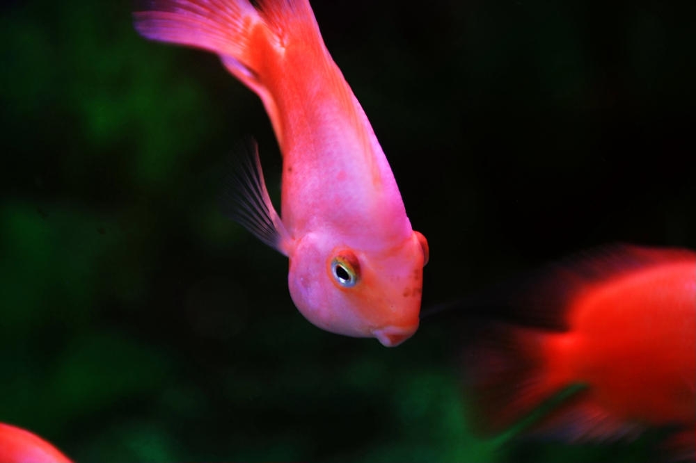 全身红红的鹦鹉鱼图片