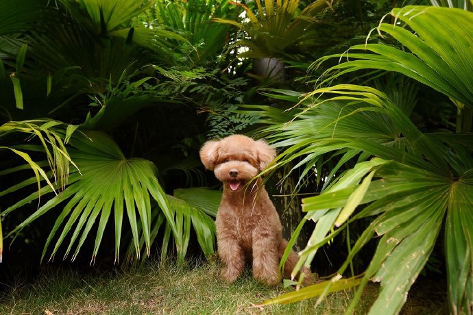 厦门风景拍摄的泰迪狗狗