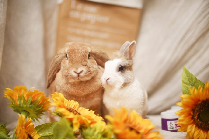 一组可可爱爱的两只小兔子
