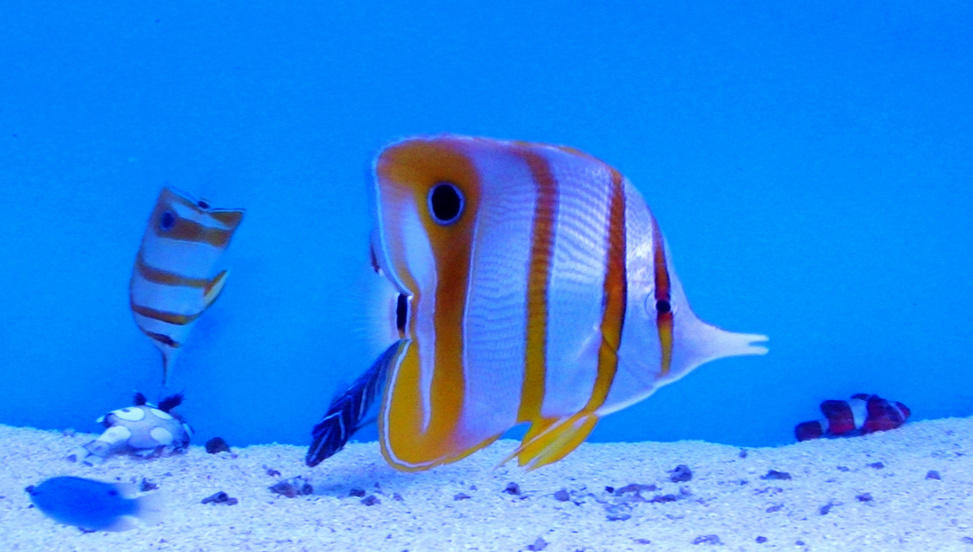 五彩斑斓的热带鱼图片