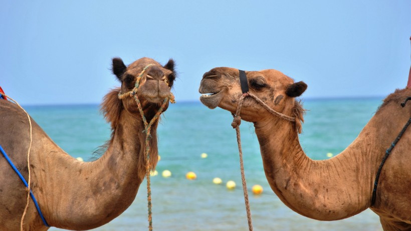 呆萌可爱的沙漠之舟骆驼图片