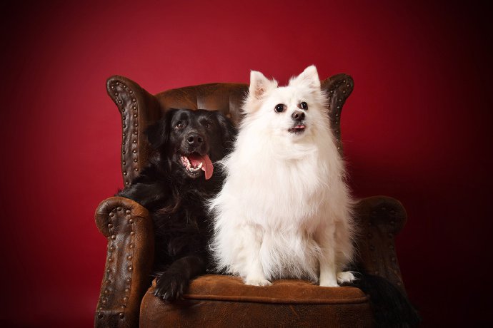 两只黑白可爱的小狗狗图片
