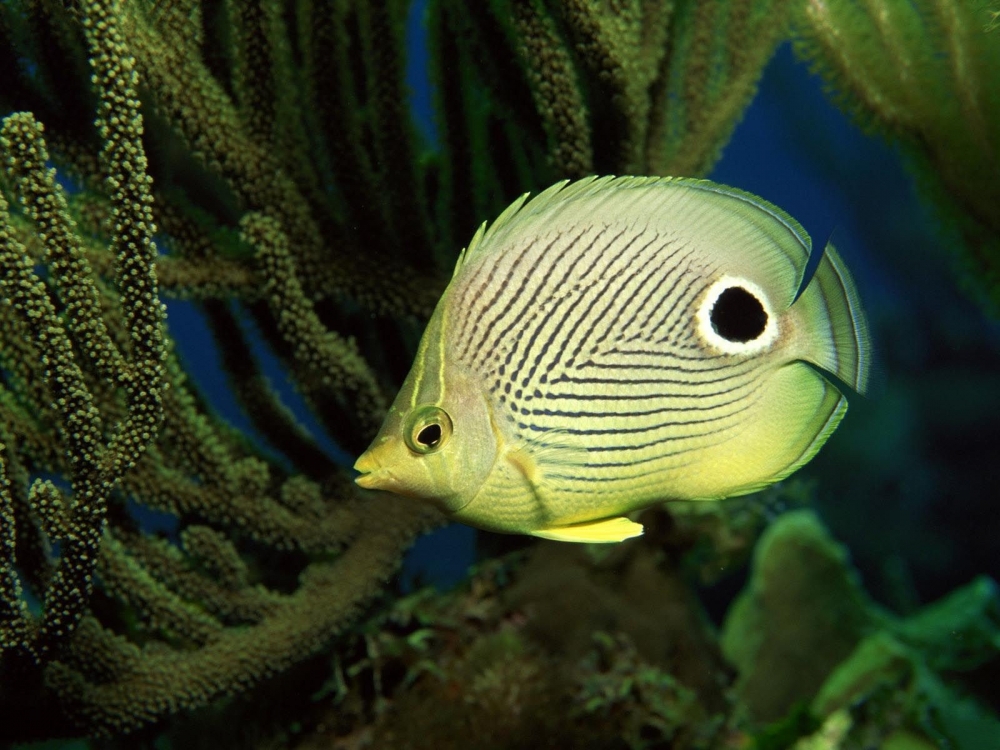 种类繁多的热带鱼图片