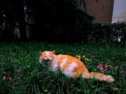 草地里玩耍的橘猫图片