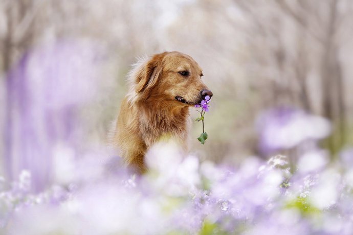 春天是狗狗们不可错过的拍照季节