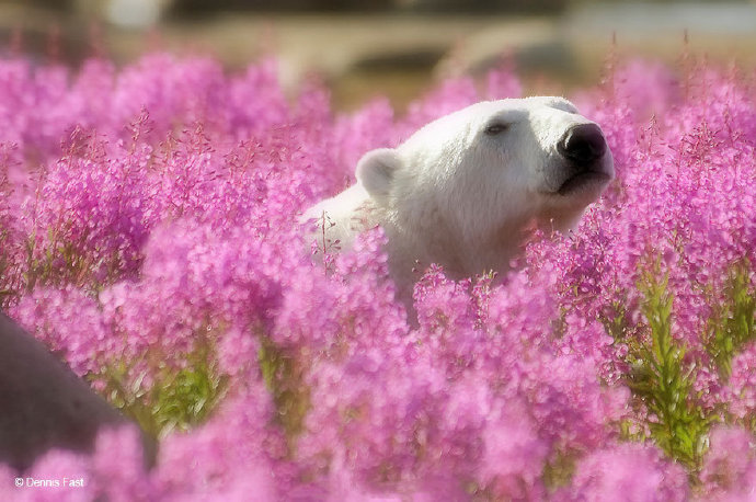 花丛中的北极熊图片欣赏