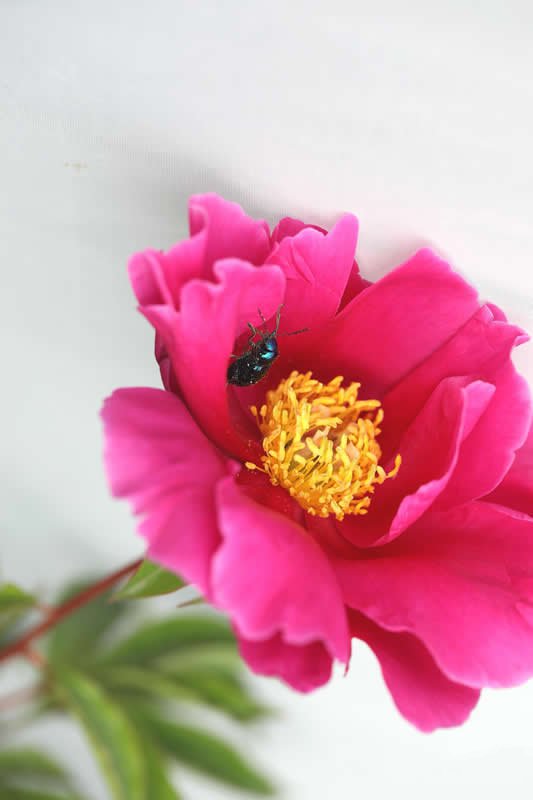 在美丽芍药花蕊中沾满花粉的金龟子图片
