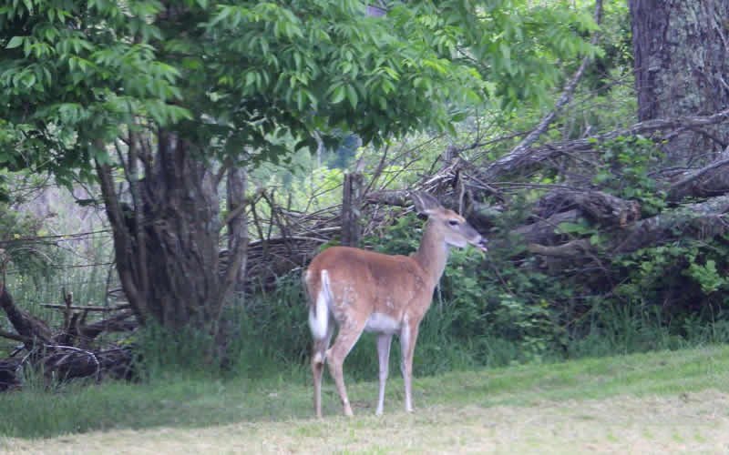 清晨饱餐了树叶后悠闲离开的野鹿图片