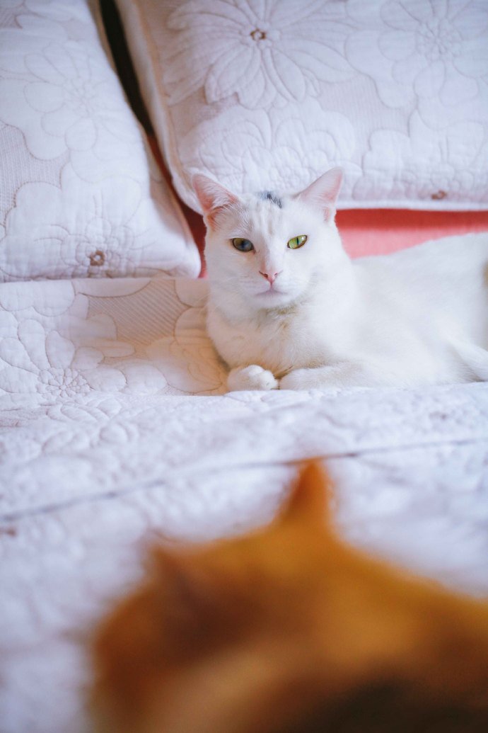 赖在主人床上的白猫图片