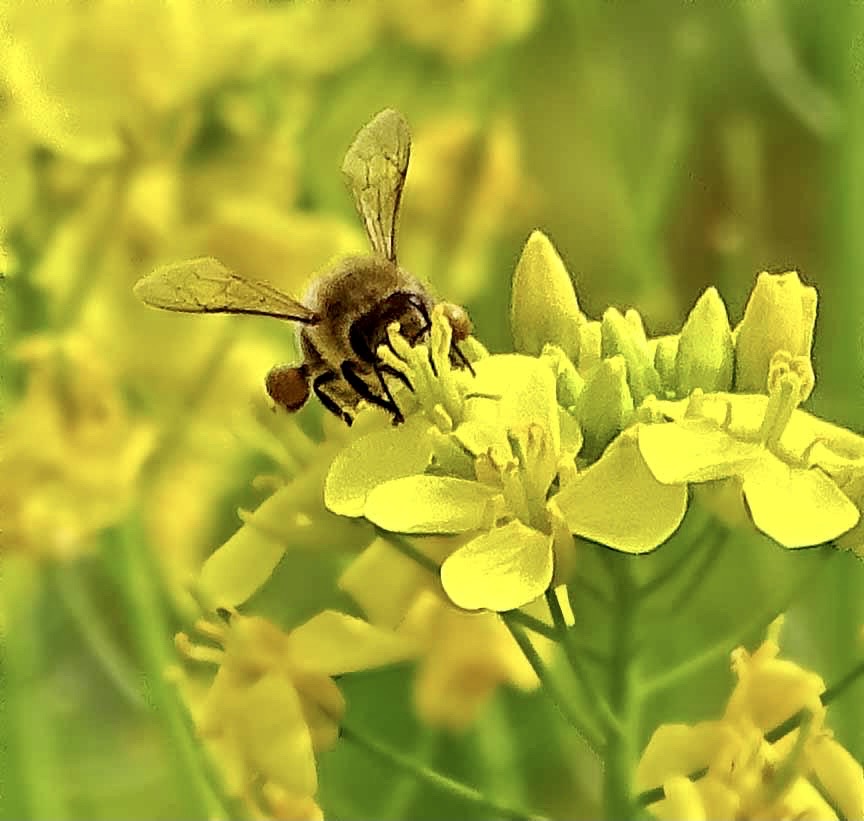 微黄油菜花上忙忙碌碌的小蜜蜂图片