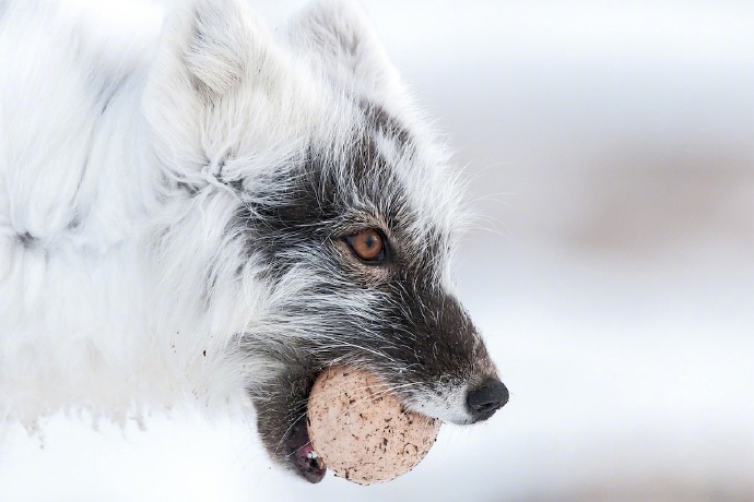 北极狐的毛色会随着季节的变化而改变
