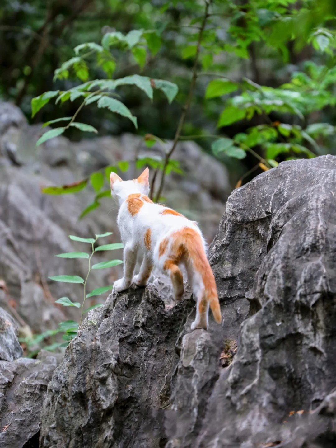 一组乱石上蹦跳的白橘色小猫仔图片