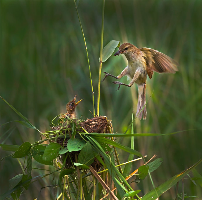 一组哺育雏鸟的大苇莺图片
