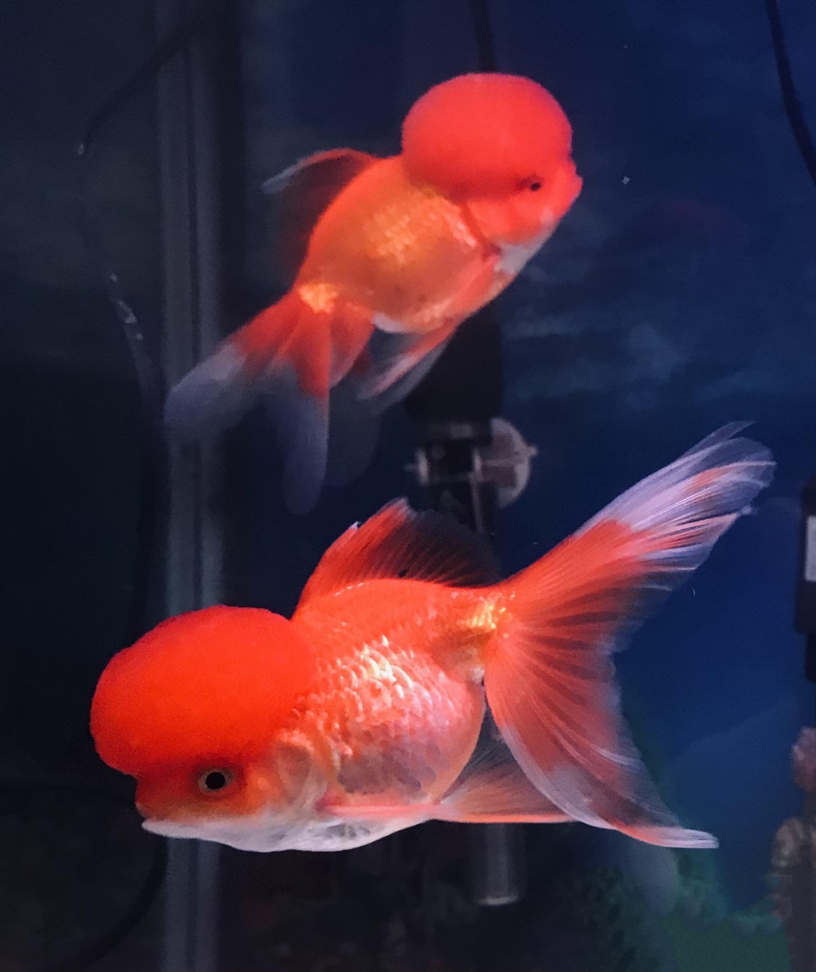 红色美丽的金鱼图片