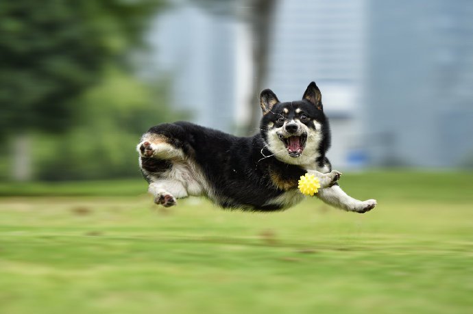 一组飞奔跳跃的狗狗图片