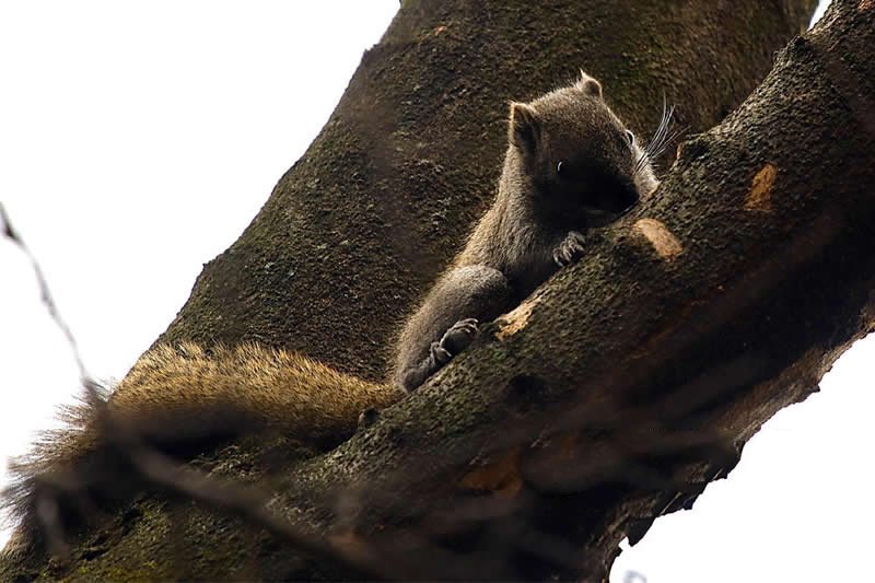 栖息在热带亚热带森林的赤腹松鼠图片