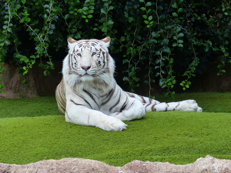 动物园里的孟加拉白虎图片