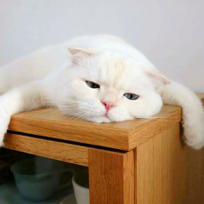 一只懒洋洋的白色猫咪图片