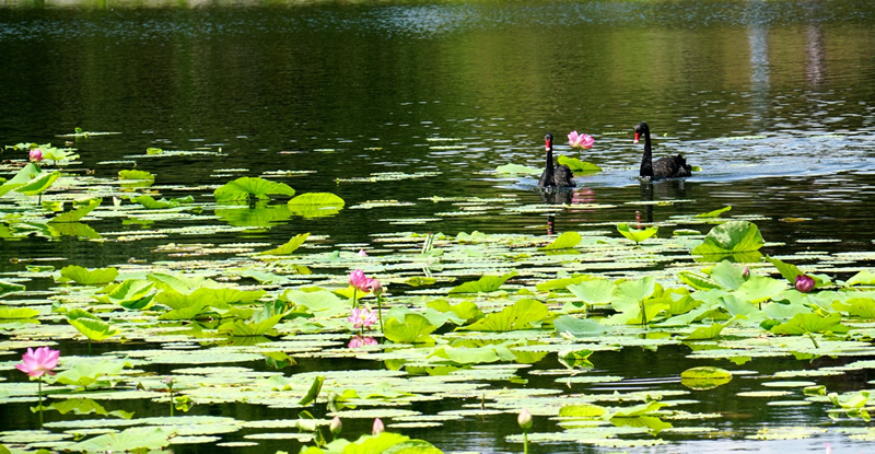 黑天鹅轻松愉悦畅游荷花池的美丽图片