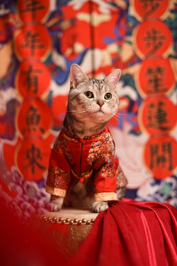 一组红火喜庆的猫猫摄影图片