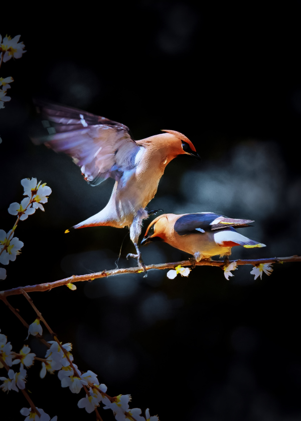 一组花朵上的太平鸟高清摄影图片
