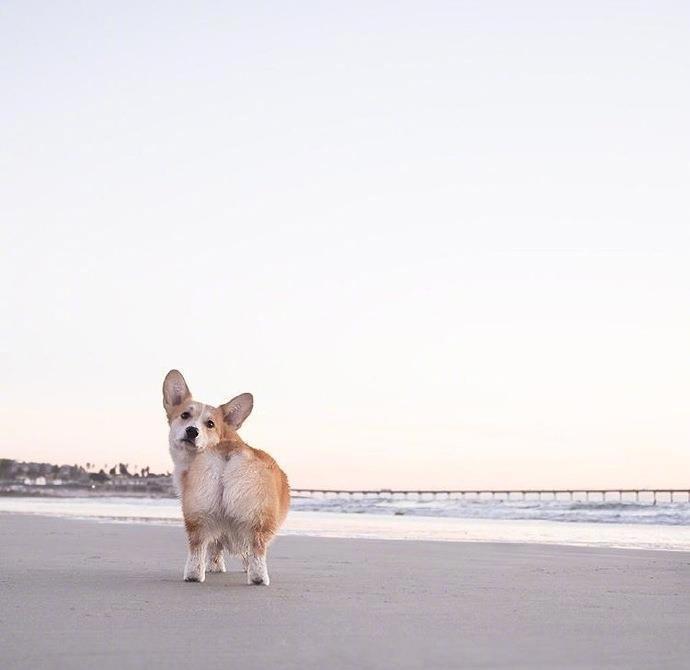 在沙滩上蹦跳的柯基犬图片