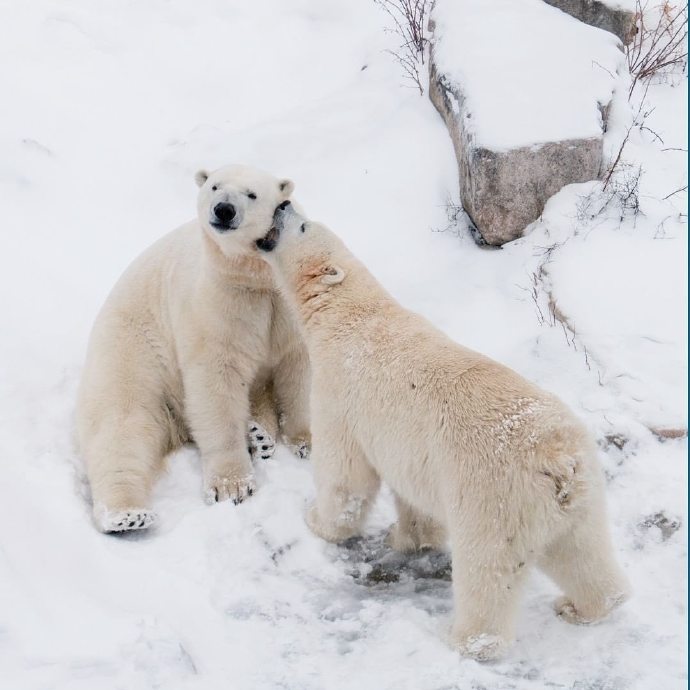 一组憨态可掬的北极熊图片