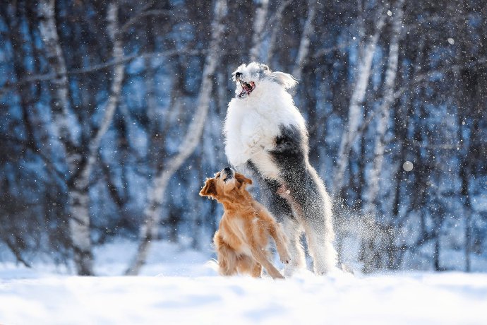雪地上欢快跳动的狗狗们