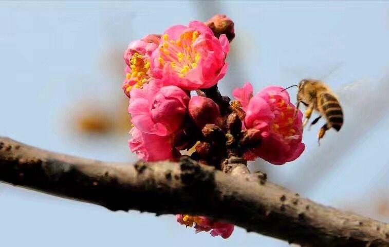 在梅花上采蜜的蜜蜂图片