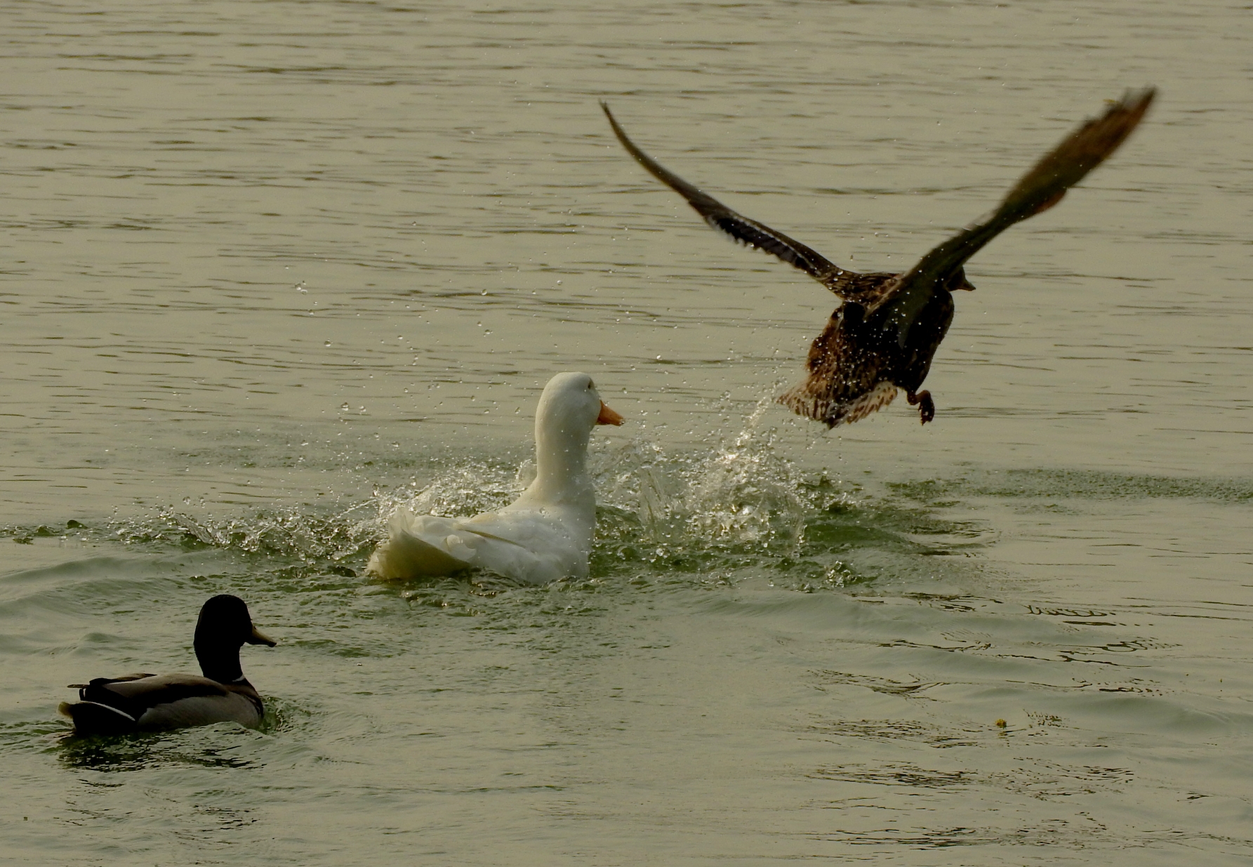 碧绿的湖水中白鸭子与赤麻鸭一起嬉戏