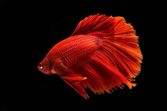 一组鲜艳的红色斗鱼图片