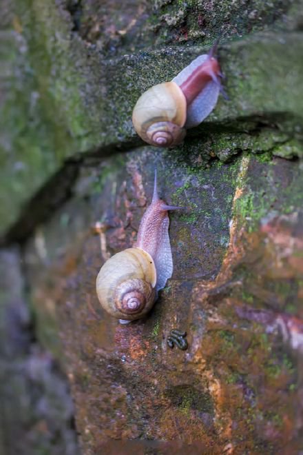 雨后山上随处可见的大只蜗牛图片