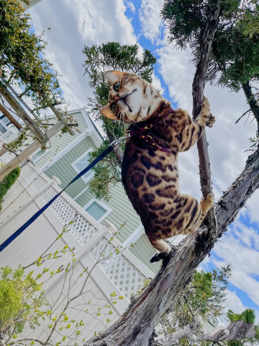 一只爱上爬树的霸气孟加拉豹猫图片