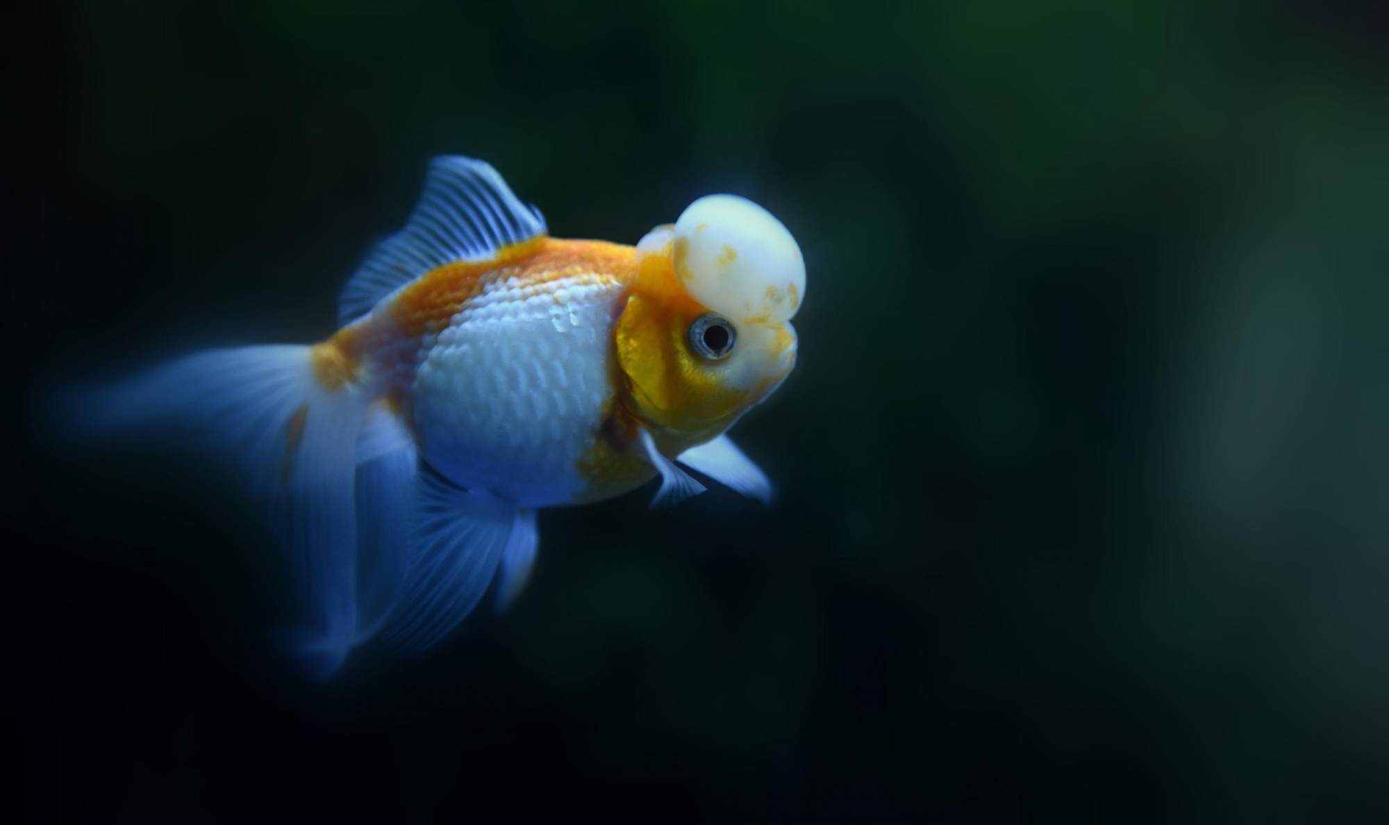 一组清新可爱的金鱼唯美图片