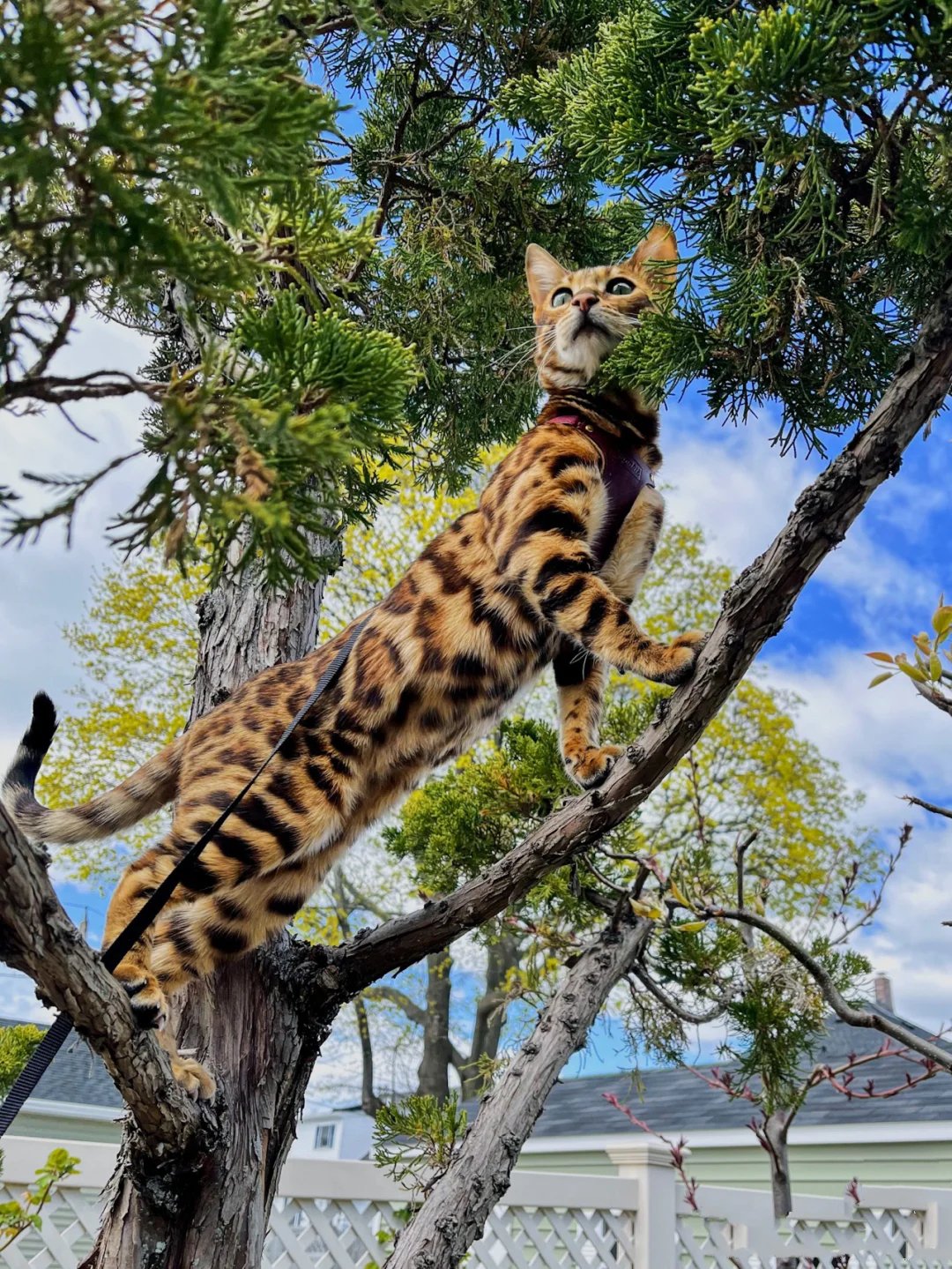 一只爱上爬树的霸气孟加拉豹猫图片