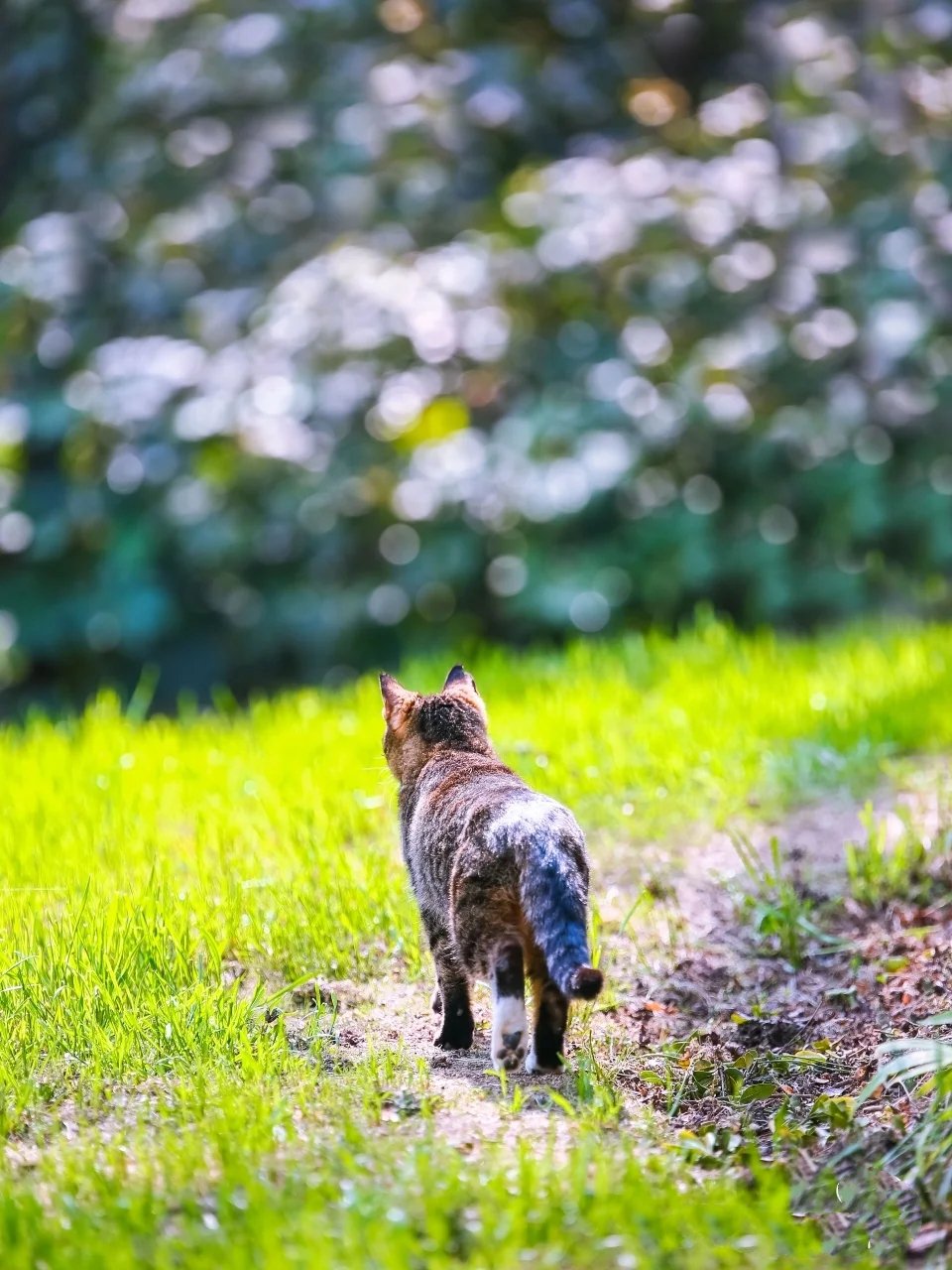 公园偶遇一只在绿叶中瞭望的狸花猫图片