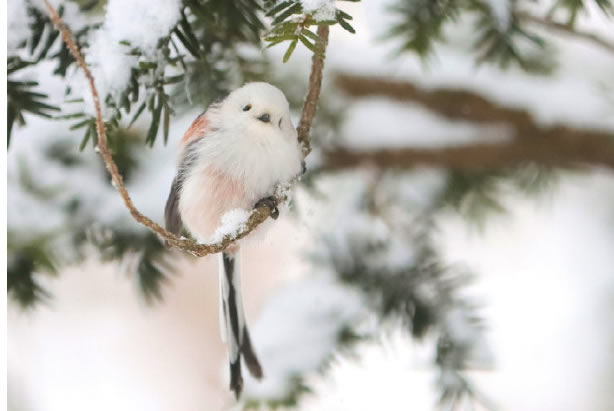 最美的雪精灵——北长尾山雀