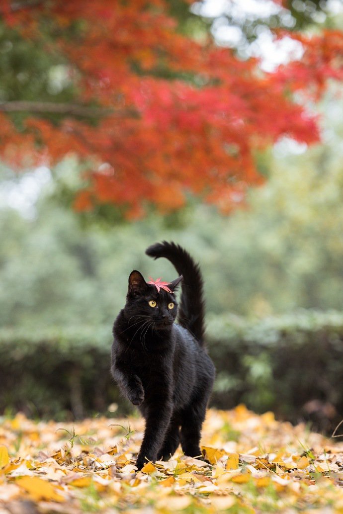 一组威武霸气的黑猫图片