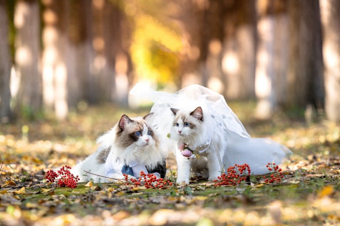 一组幸福甜蜜的布偶猫图片