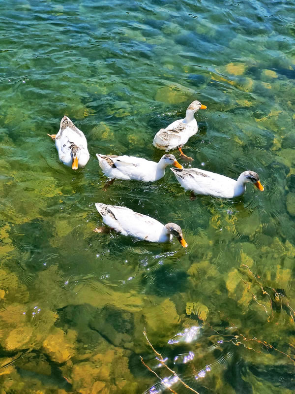 一群白鸭在河中自由自在的游戈嬉戏的图片