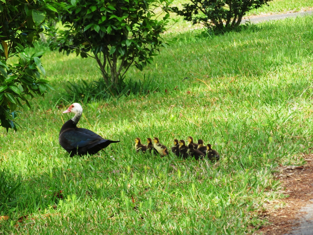 院子里的鸭妈妈和它的小宝宝们