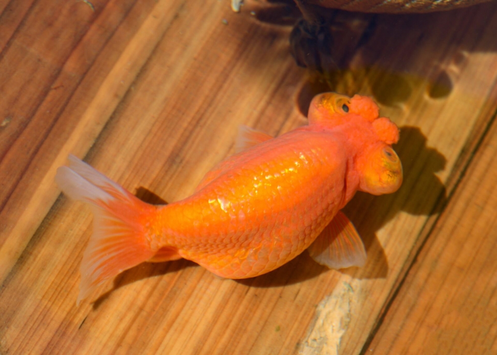 一组橘色小金鱼图片