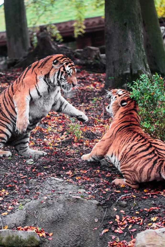 比利时天堂动物园的老虎们
