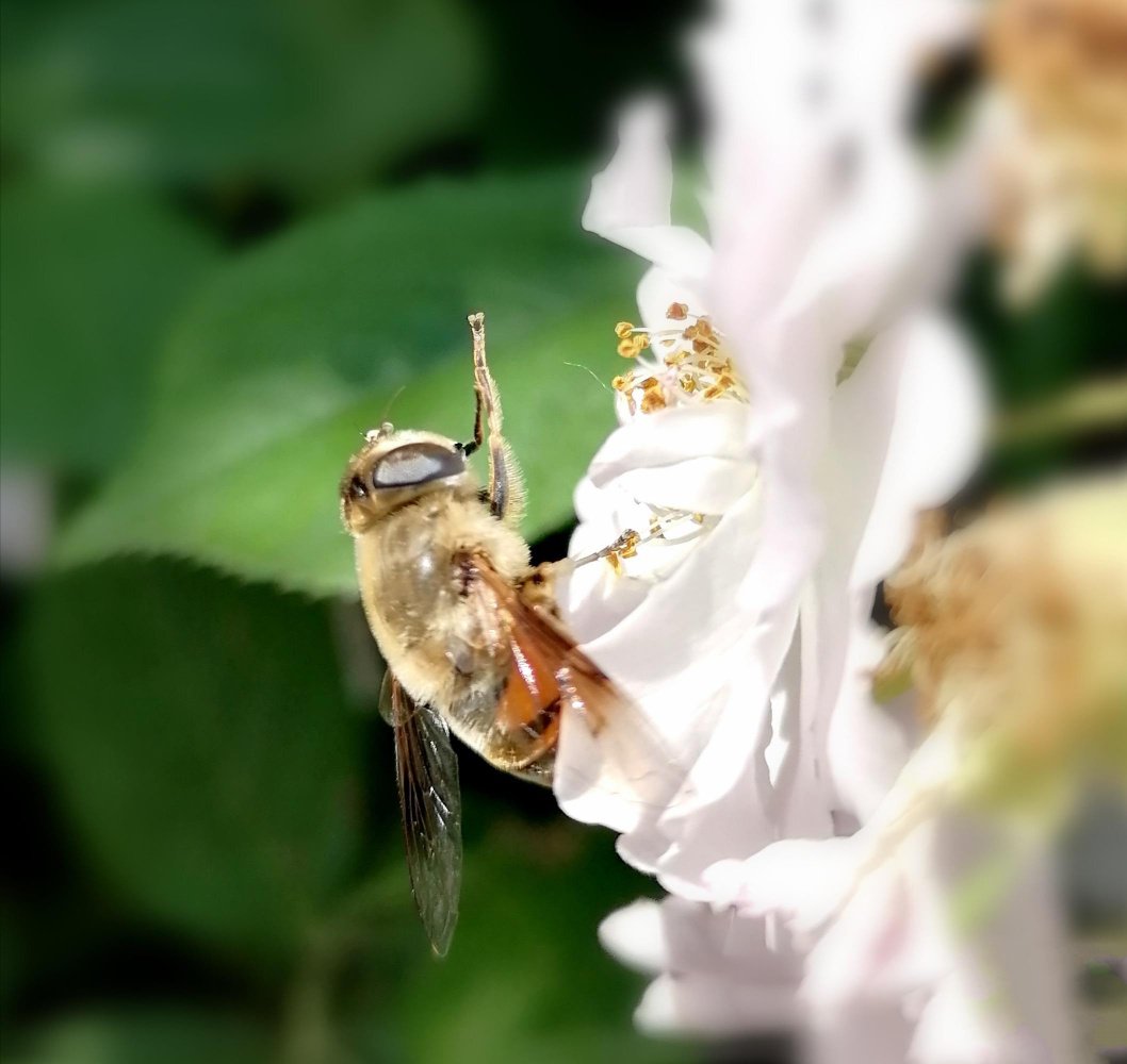 蔷薇花丛中不停舞动翅膀的蜜蜂图片