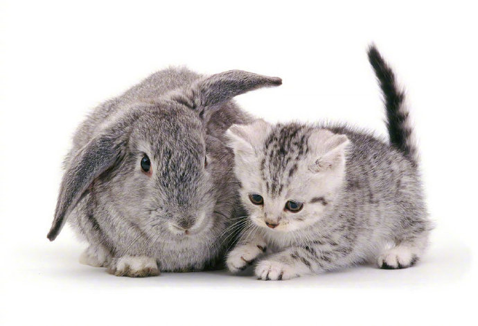 来自猫咪和兔子的“情侣装“摄影图片