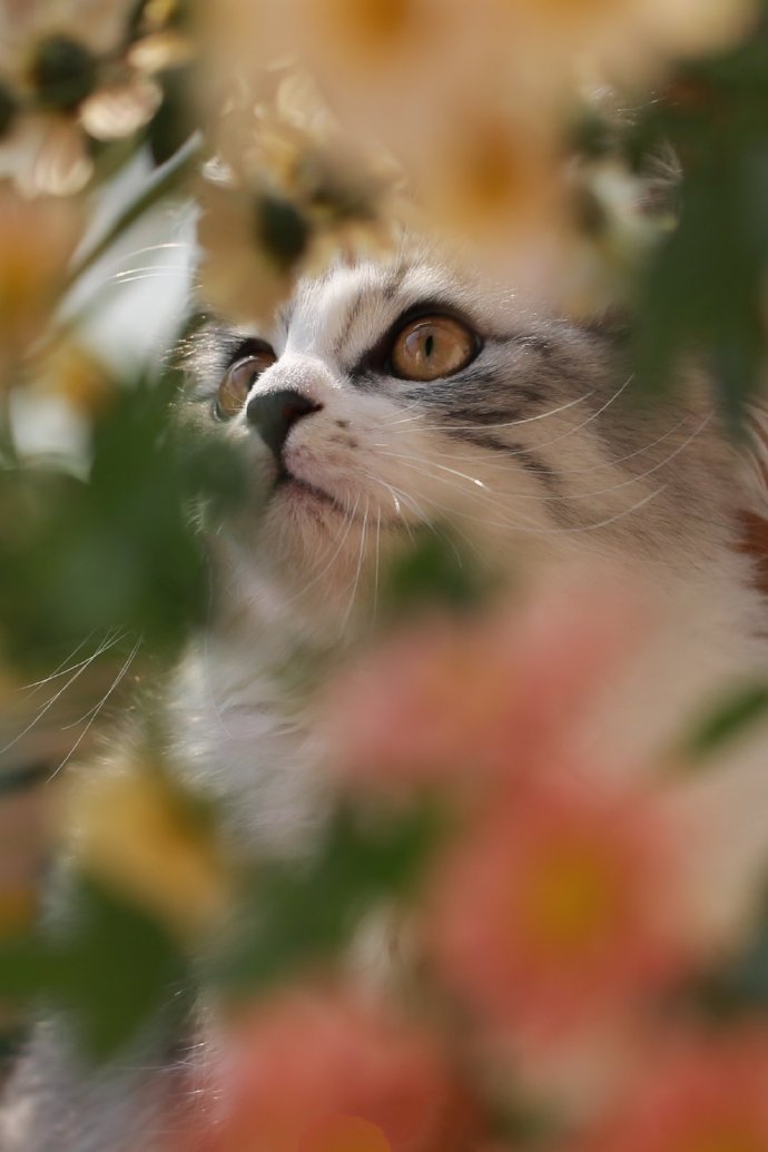 雏菊背景下的猫咪摄影图片