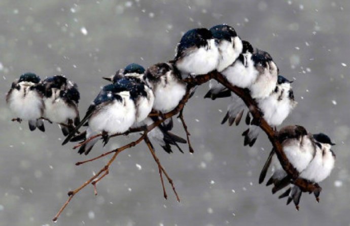 一组相互取暖的萌鸟图片